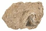 Fossil Crow Shark (Squalicorax) Tooth - Kansas #208262-1